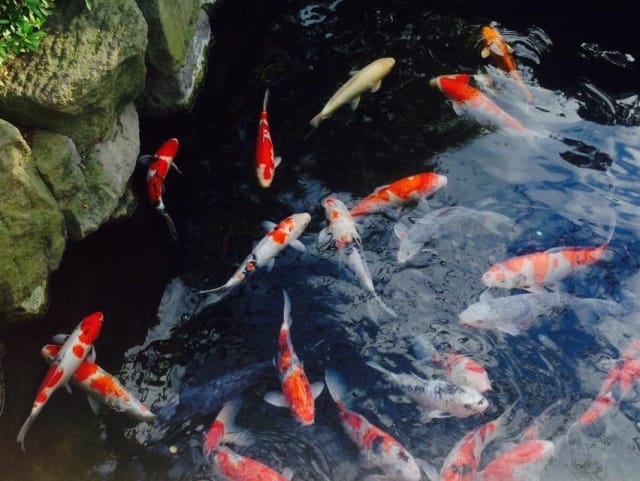Where can we see koi fish in Tokyo's drainage canals?