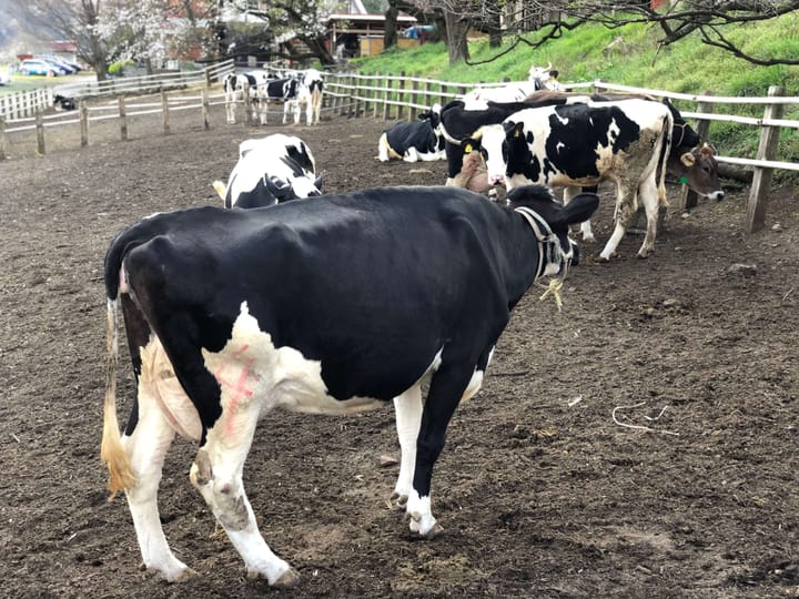 Do you recommend to go to a Wagyu cattle farm?